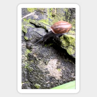 Garden snail Sticker